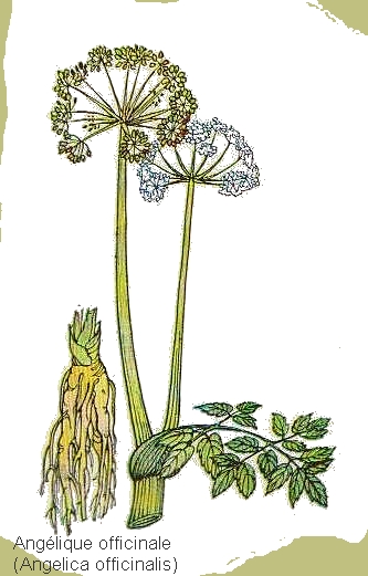 Dessin d'une angelique officinale en couleur