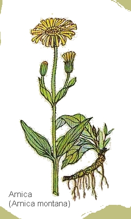 Dessin de l'arnica en couleur