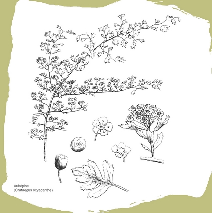 dessin d'aubepine en noir et blanc