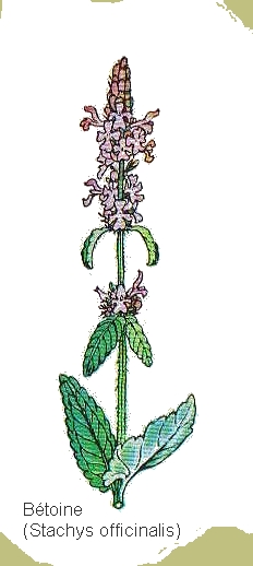 dessin de betoine en couleur