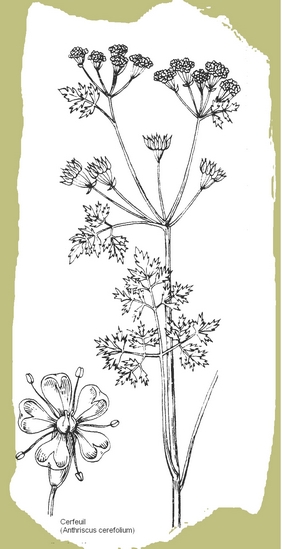dessin de cerfeuil en noir et blanc