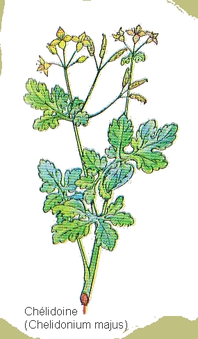 dessin de chelidoine en couleur