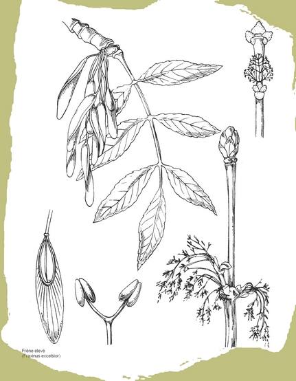 dessin de frene en noir et blanc