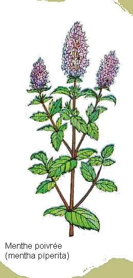 dessin de menthe proivree en couleur