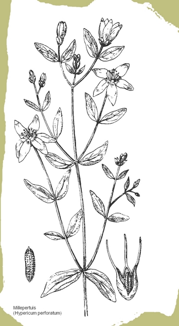 dessin de millepertuis en noir et blanc