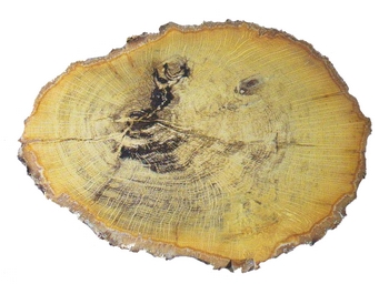Opale qui ressemble  un tronc d'arbre coup