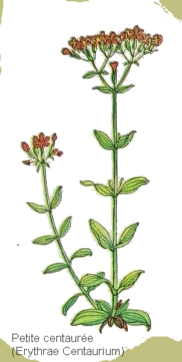 dessin de petite centauree en couleur