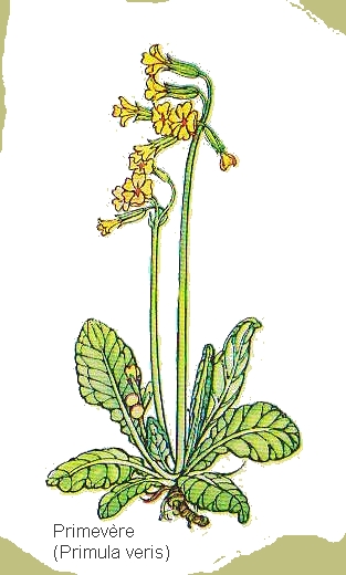 dessin de primevre en couleur