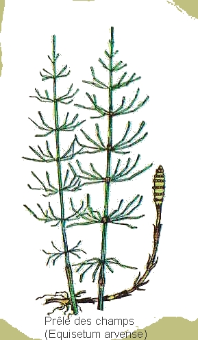 dessin de prele des champs en couleur