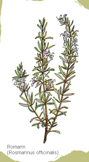 dessin de romarin en couleur
