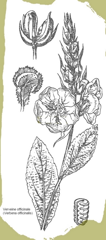 dessin de verveine officinale en noir et blanc