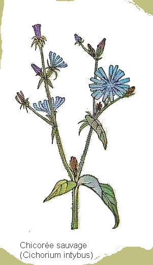 dessin de chiroree sauvage en couleur