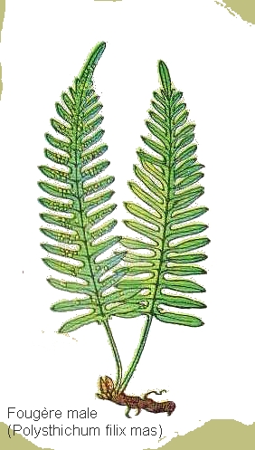 dessin de fougere male en couleur